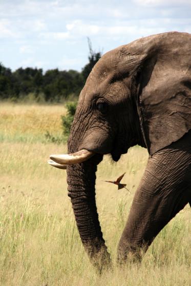 Elephant being pestered by another Lilac breasted roller