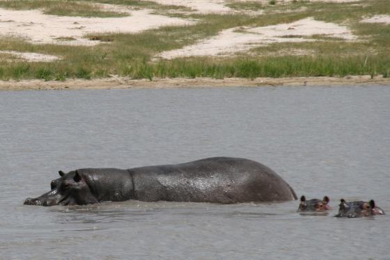 Hippo, the most dangerous animal to encounter on safari!