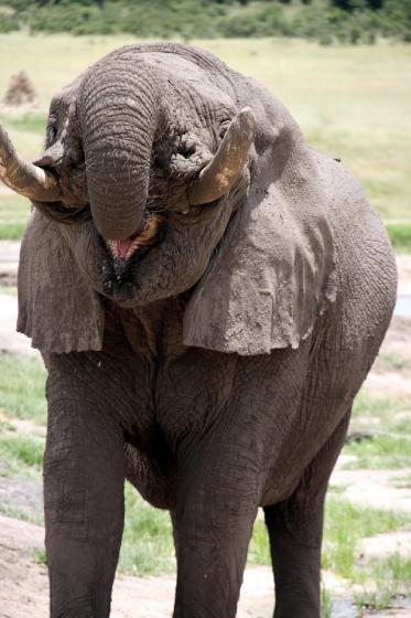 Elephant drinking up