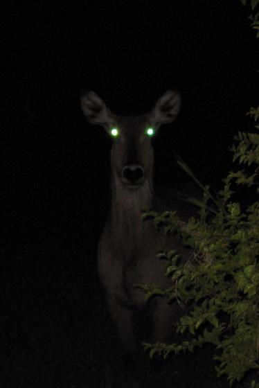 Alien Waterbok hybrid