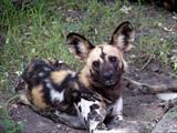 Painted dog