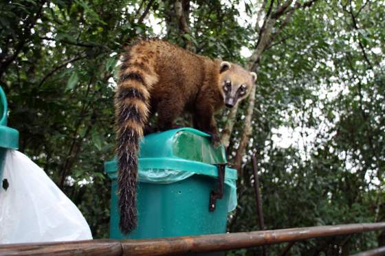 Coati