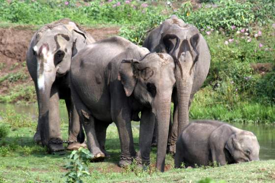 Elephant safari