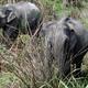 Indian elephants