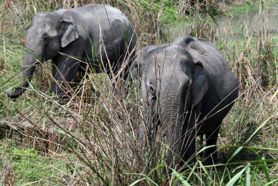 Indian elephants