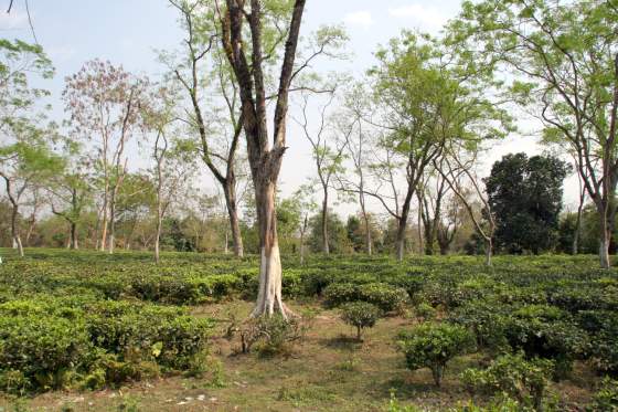 Tea plantations are everywhere in Assam