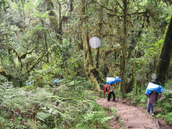 Day 1 ...  Porters begin the arduous climb