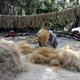 Gathering coir from coconut husk