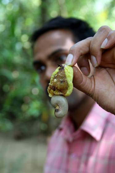 Cashewnut fruit