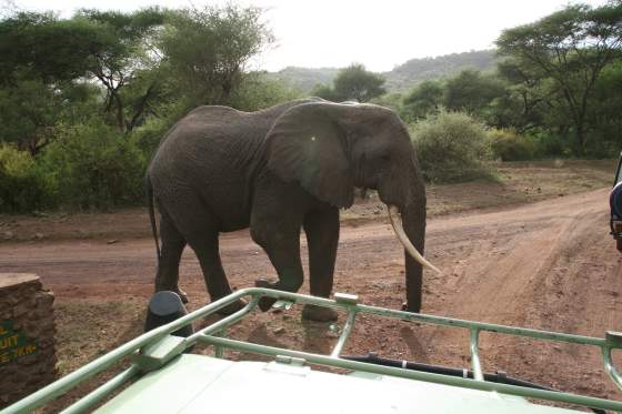 HUGE male elephant (frisky too)