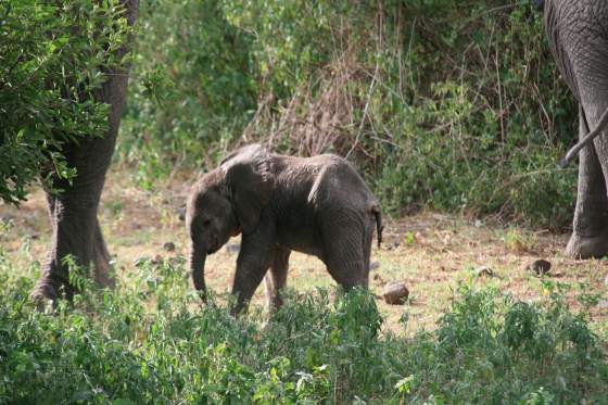 Baby elephant