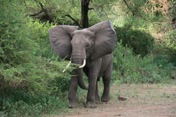 Angry elephant