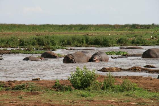 Hippos