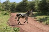 Zebra crossing (arf!)