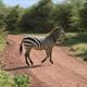 Zebra crossing (arf!)