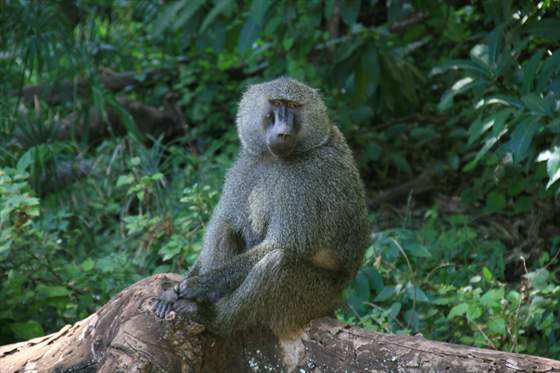 Baboon