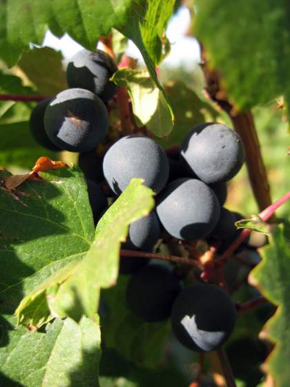 Malbec grapes