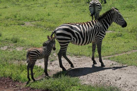 Zebra with baby