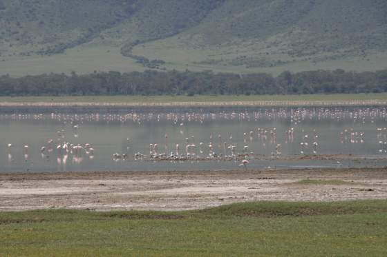 Flamingoes