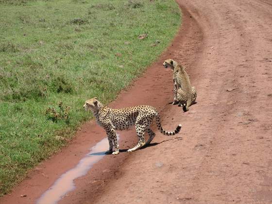 More cheetah!