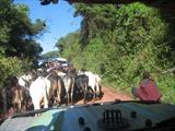 Maasai traffic jam