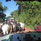 Maasai traffic jam