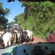 Maasai traffic jam