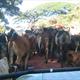 Maasai traffic jam