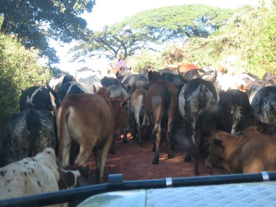 Maasai traffic jam