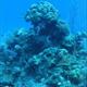 Nice coral on dive