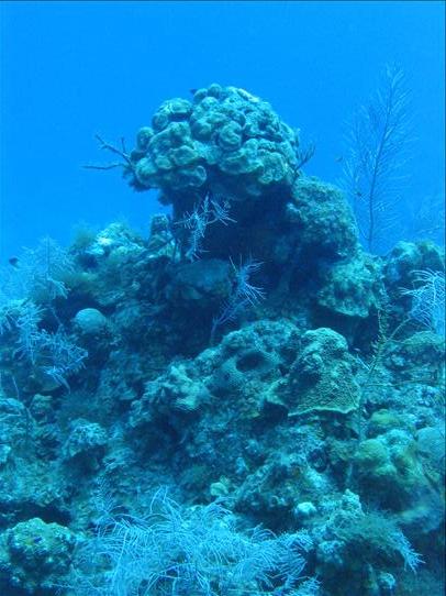 Nice coral on dive