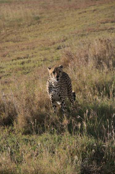 Cheetah on patrol