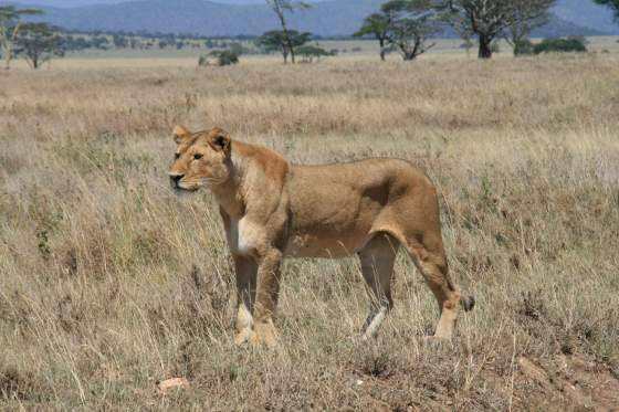 Muscular lioness gets the scent