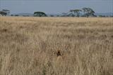 Camouflaged lion