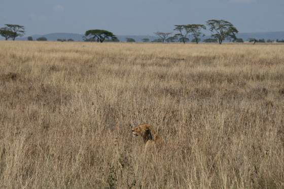 Camouflaged lion