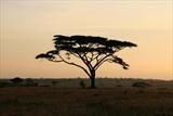 Serengeti sunset