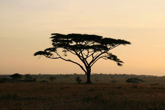 Serengeti sunset