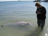 Man meet Dolphin