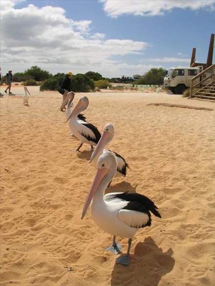 Pelican parade