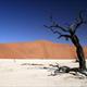 Deadvlei