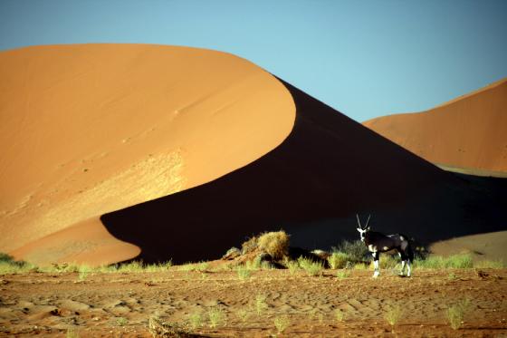 Dune with Oryx