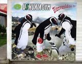 Gaucho penguins