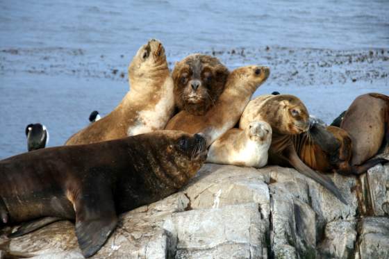 Sea lions