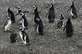 Humbolt Penguins