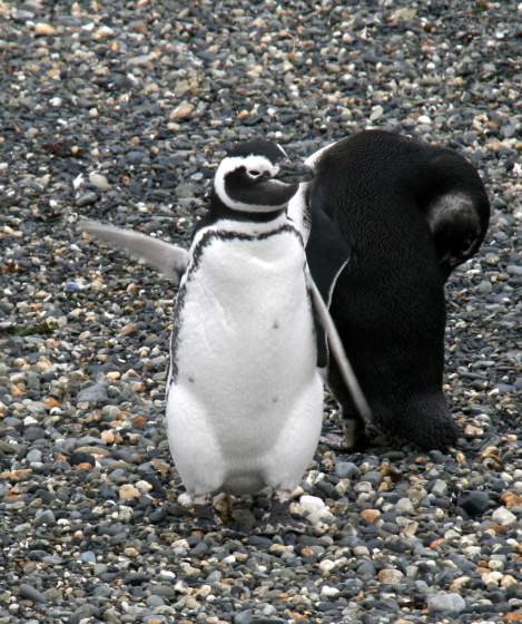 Penguin waves Hola!