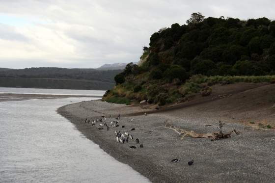 Humbolt Penguin colony