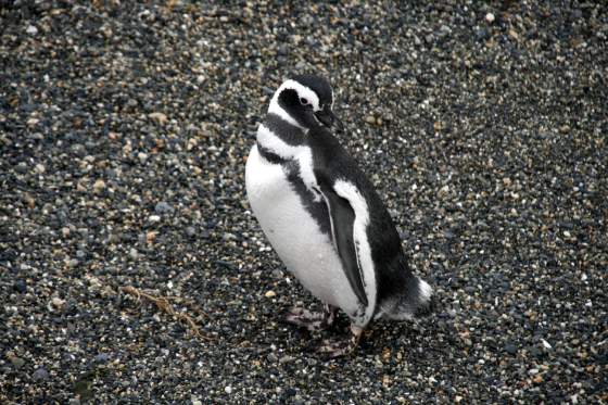 Humbolt penguin