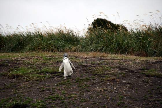 Penguin trekking in the mountains