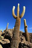 Cacti on Fish Isle