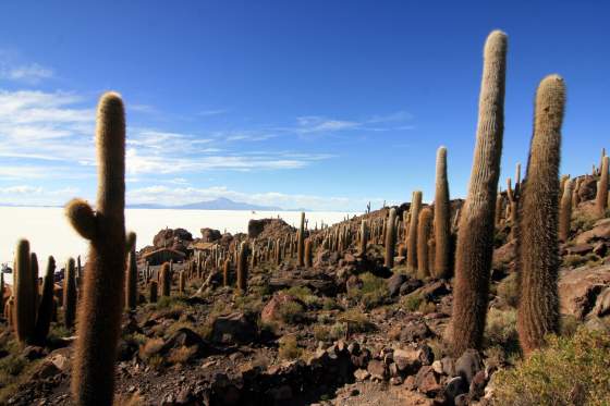 Millions of cacti